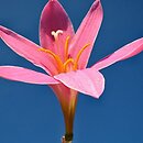 Zephyranthes minuta