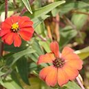Zinnia peruviana