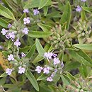 Ziziphora capitata