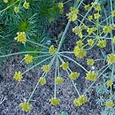 Zosima absinthiifolia