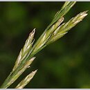 ×Festulolium (kostrzyca)
