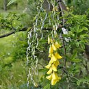 +Laburnocytisus adamii (laburnocytisus Adama)
