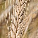 ×Triticale rimpaui (pszenżyto zwyczajne)