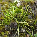 Anthoceros agrestis (glewik polny)