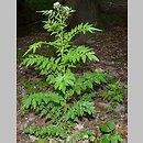 Cardamine impatiens (rzeżucha niecierpkowa)