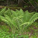 Matteuccia struthiopteris (pióropusznik strusi)