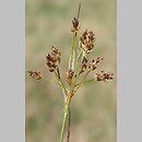 Luzula multiflora (kosmatka licznokwiatowa)