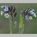 Myosotis discolor (niezapominajka różnobarwna)