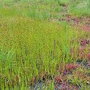 Drosero anglicae-Rhynchosporetum albae - mezotroficzne torf. z przygiełkami