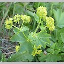Alchemilla glabra (przywrotnik prawie nagi)