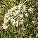 Angelica sylvestris (dzięgiel leśny)