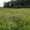 Bidenti-Rumicetum maritimi - zespół szczawiu nadmorskiego