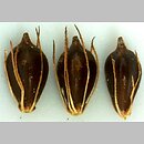 Bolboschoenus yagara