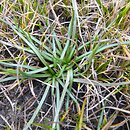 Littorella uniflora (brzeżyca jednokwiatowa)