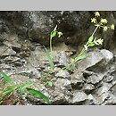 Bupleurum falcatum (przewiercień sierpowaty)