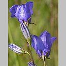 Campanula rotundifolia (dzwonek okrągłolistny)
