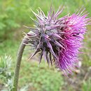 Asteroideae (rurkokwiatowe)