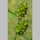 Carex demissa (turzyca drobna)