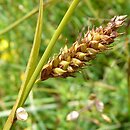 Carex distans (turzyca odległokłosa)