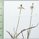 Carex microglochin (turzyca drobnozadziorkowa)
