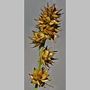 Carex muricata s.str.