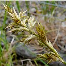 Carex pseudobrizoides (turzyca Reichenbacha)