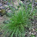 Carex remota (turzyca rzadkokłosa)