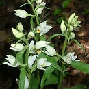 Cephalanthera damasonium (buławnik wielkokwiatowy)