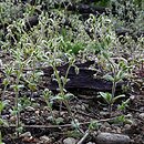 Cerastium brachypetalum (rogownica drobnokwiatowa)