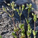 Cerastium glutinosum (rogownica murawowa)