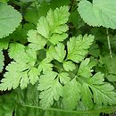 Chaerophyllum temulum (świerząbek gajowy)