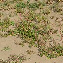 Chenopodietum rubri - zespół komosy sinej i czerwonawej