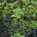 Montio-Cardaminetalia - zbiorowiska źródlisk