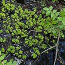Cardaminenion - niżowe i podgórskie źródl. niewapienne