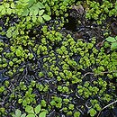 Chrysosplenietum oppositifolii - źródliska leśne subatlantyckie ze śledziennicą naprzeciwlistną