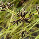 Cyperaceae (turzycowate)