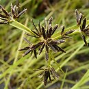 Cyperus (cibora)