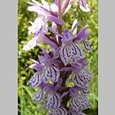 Dactylorhiza maculata s.l. (kukułka plamista)