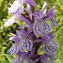 Dactylorhiza maculata ssp. maculata (kukułka plamista typowa)