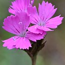 Dianthus carthusianorum (goździk kartuzek)