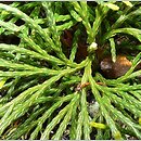 Diphasiastrum (widlicz)