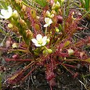 Drosera intermedia (rosiczka pośrednia)