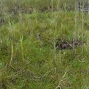 Eleocharitetum multicaulis - zespół ponikła wielołodygowego