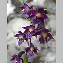 Epipactis atrorubens (kruszczyk rdzawoczerwony)