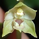 Epipactis albensis (kruszczyk połabski)
