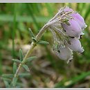Erica tetralix (wrzosiec bagienny)