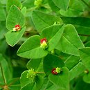 Euphorbia dulcis (wilczomlecz słodki)