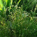 Galium elongatum (przytulia wydłużona)