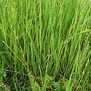 Sparganio-Glycerion fluitantis - szuwary potokowe