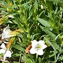 Gratiola officinalis (konitrut błotny)